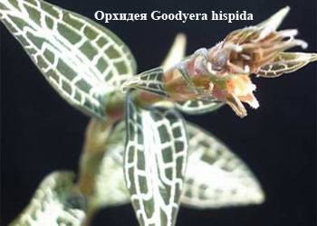 Орхидея Goodyera hispida