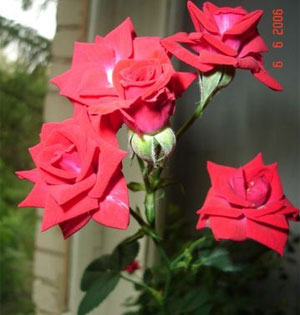 Розы от barsuchok