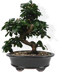бонсай bonsai