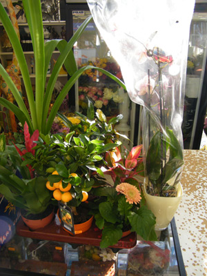 Растения в магазине