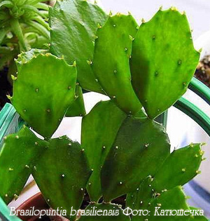 http://iplants.ru/images/cactus-brasilopuntia.jpg