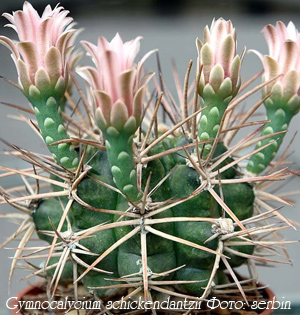 http://iplants.ru/images/cactus-gymnocalycium.jpg