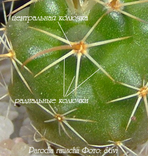 http://iplants.ru/images/cactus-parodia.jpg