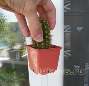 http://iplants.ru/images/cactus-planting6.jpg