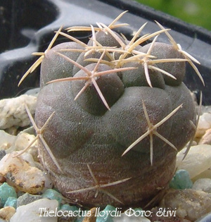 http://iplants.ru/images/cactus-thelocactus.jpg
