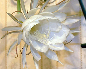 эпифиллум цветок