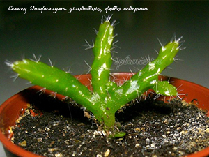 эпифиллум из семян