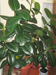 Фикус каучуконосный Ficus-C