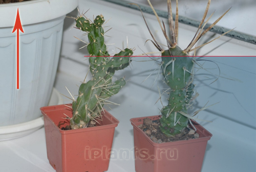 http://iplants.ru/images/kaktus-osv1.jpg