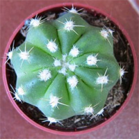 http://iplants.ru/images/kaktus1_1.jpg