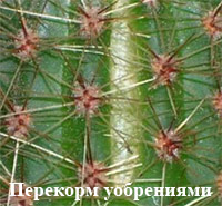 http://iplants.ru/images/kaktus9_2.jpg