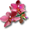 Статьи про орхидеи