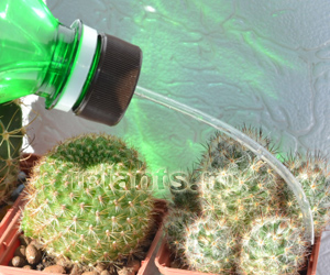 полив кактусов