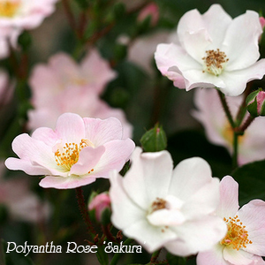полиантовая роза сакура