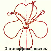 зигоморфный цветок