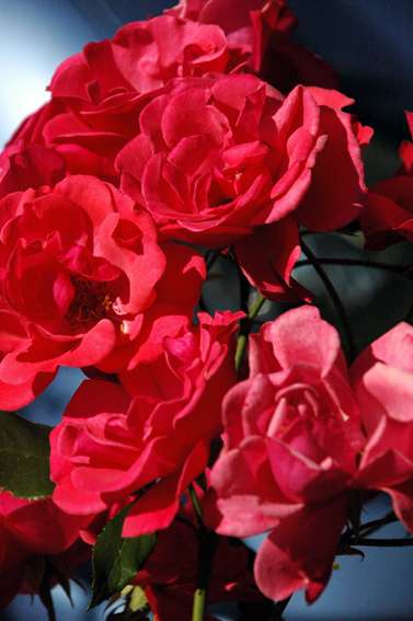 Розы - Страница 3 - Фотогалерея - Форум комнатные цветы и растения