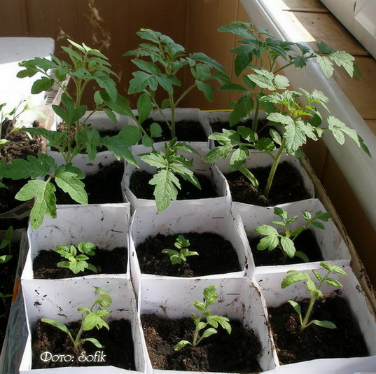 Выращивание рассады томатов: сроки посева, подготовка семян, уход,пикировка, подкормки