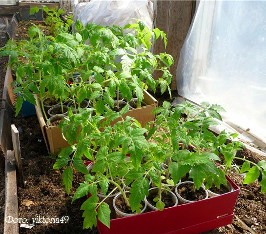 выращивание рассады помидор