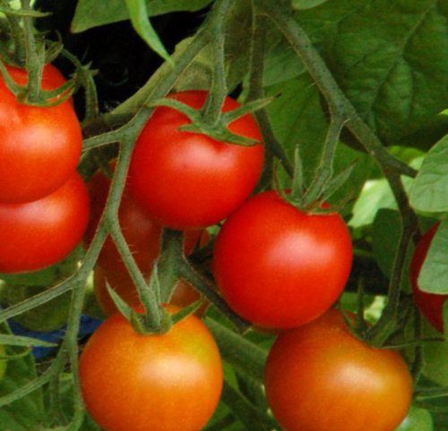 урожай помидор