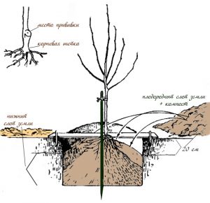 Что такое корневая шейка у саженца фото