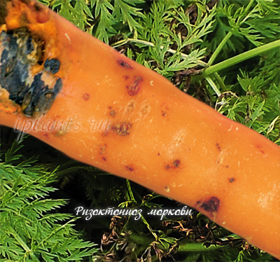 ризоктониоз моркови