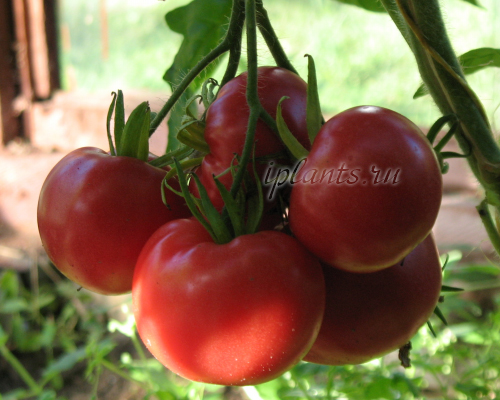 Подкормка томатов в теплице и открытом грунте: чем подкормить, лучшиеудобрения для помидор