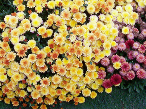 хризантема многолетняя