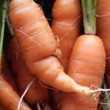 почему морковь рогатая