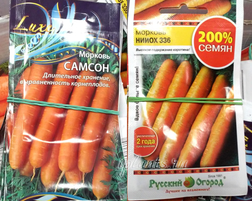 какую морковь лучше сажать под зиму