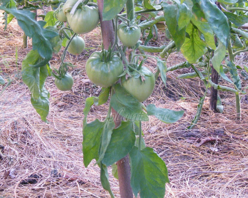 Как собрать семена помидор - отбор плодов томатов, дозаривание,сбраживание, хранение