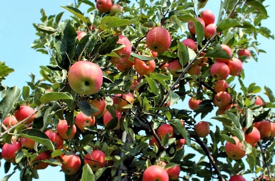 Правильная формировка поможет увеличить урожай яблок в 1,5-2 раза