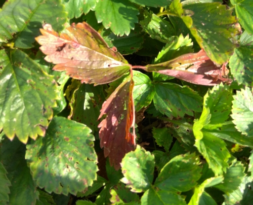 Почему краснеют и сохнут листья у клубники - причины и методы по устранению
