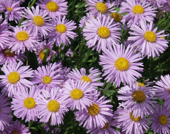 астра альпийская Aster alpinus