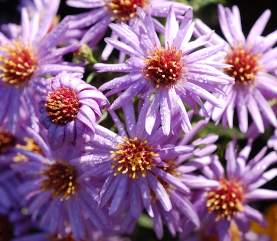 астра кустарниковая Aster dumosus