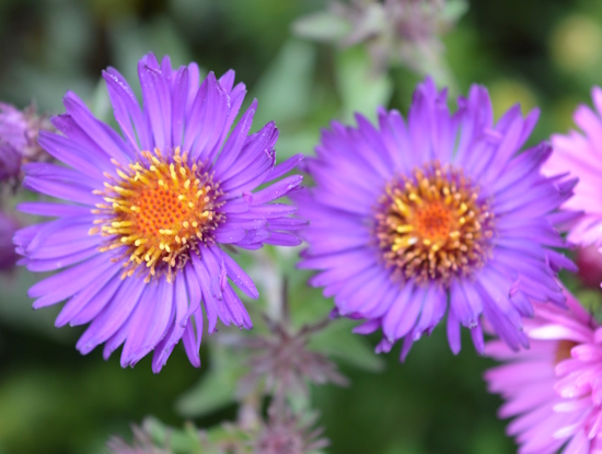 астра новоанглийская Aster novae-angliae