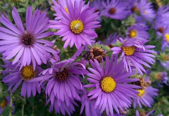 астра новобельгийская Aster novi-belgii