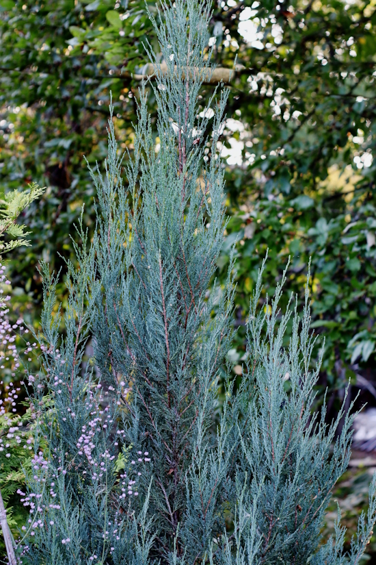 можжевельник скальный juniperus scopulorum