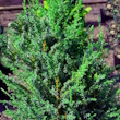 Можжевельник (Juniperus)