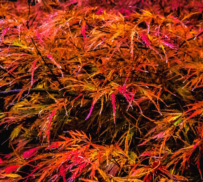 Acer palmatum «Atropurpureum»