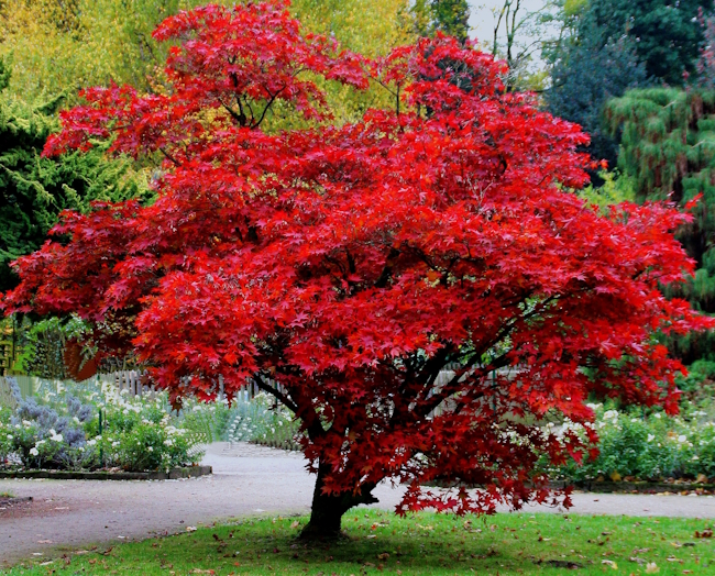 Acer palmatum «Bloodgood»