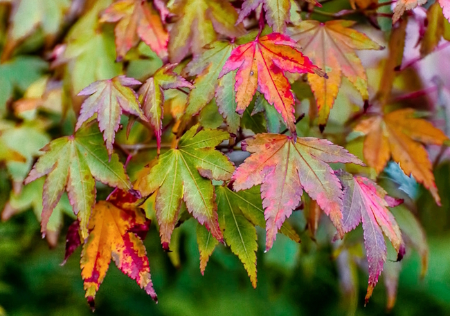 Acer palmatum «Osakazuki»