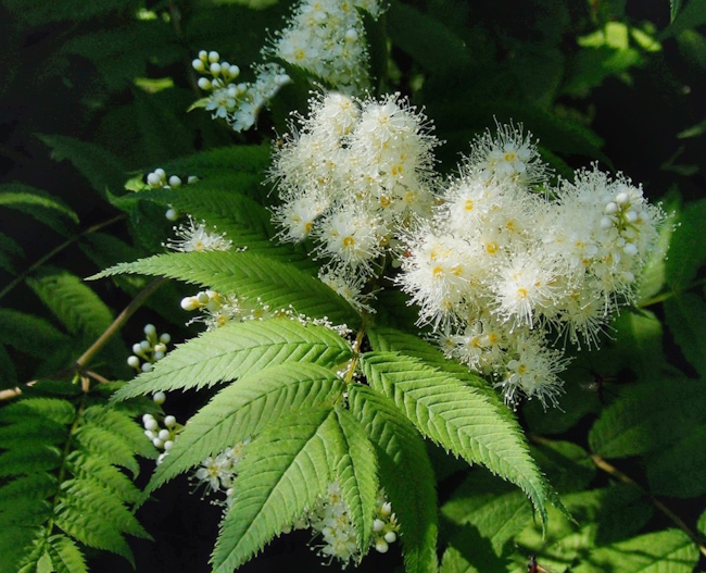 Рябинник рябинолистный (Sorbaria sorbifolia)