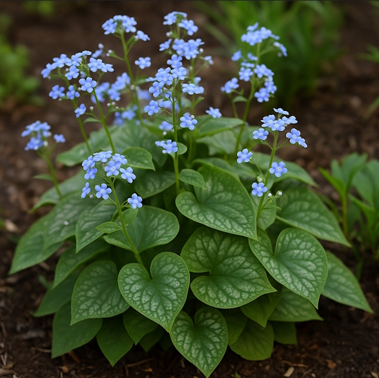 Бруннера крупнолистная (Brunnera macrophylla)