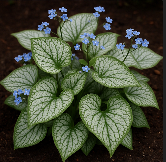 Бруннера крупнолистная (Brunnera macrophylla)