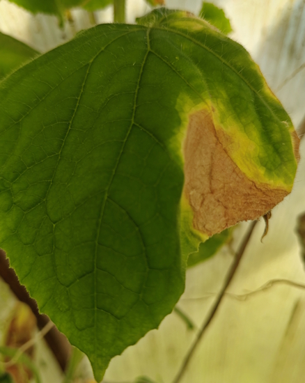 пожелтение листьев огурцов