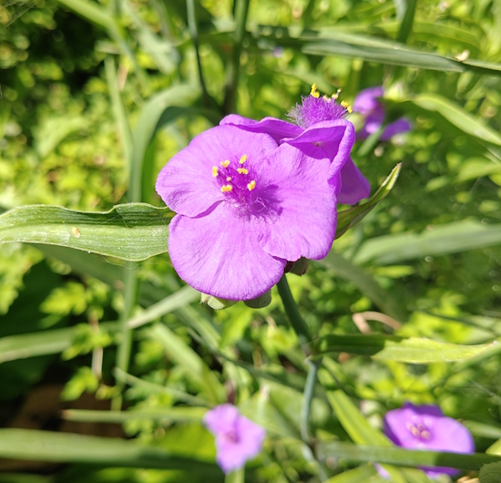Традесканция виргинская