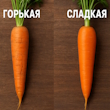 морковь горчит