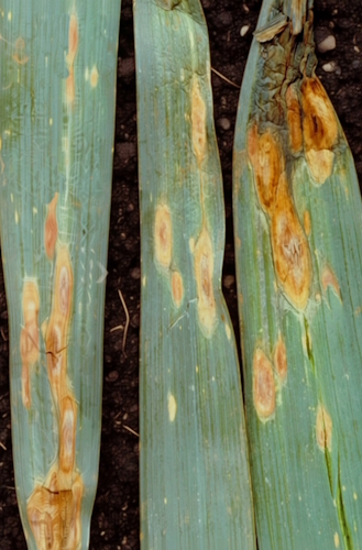 альтернариоз лука