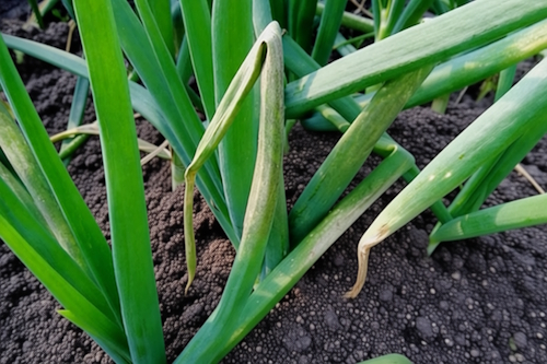 пероноспороз (ложная мучнистая роса) лука