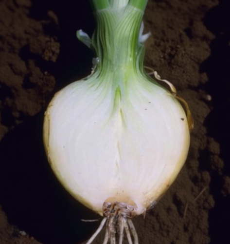 фузариоз лука